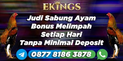 Judi Sabung Ayam Bonus Melimpah